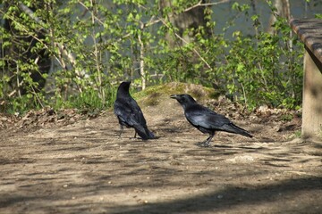 crow on the ground