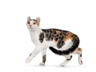 Amazing spotted pattern American Curl Shorthair cat, walking side ways. Head turned to camera....