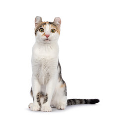 Amazing spotted pattern American Curl Shorthair cat, sitting up facing front. Looking straight to camera. Isolated on a white background.
