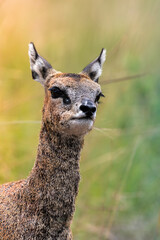 Golden klipspringer portrait
