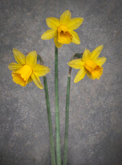 Daffoldils
