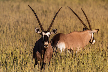 Oryx in the green Kalahari
