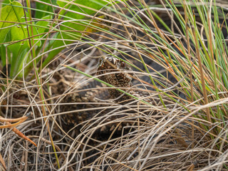 Southern Urals. Common European viper in the grass.