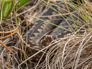 Southern Urals. Common European viper in the grass.