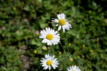 Fototapeta premium daisies in a garden