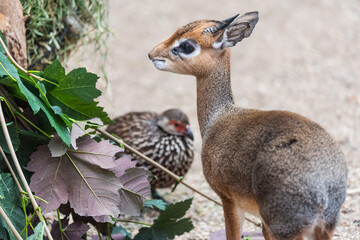 Small mammal dikdik and bird in the bacground