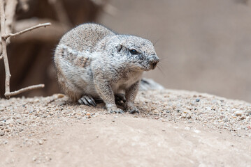 Small mammal dwarf mongoose on the stone.