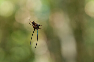 Story about Insects on Nature Life