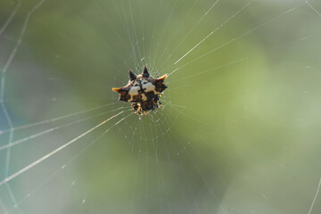 Story about Insects on Nature Life