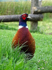 Faisan dans un jardin avec en arrière plan des barrières en bois.