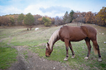 Fototapeta premium Wild horse like mustang graze on meadows