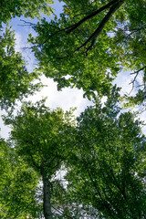 Fototapeta premium trees in a german forrest from the ground to the sky. Frog perspective