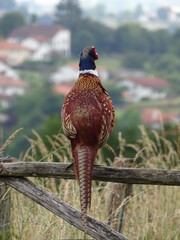 Faisan de dos observant le village basque