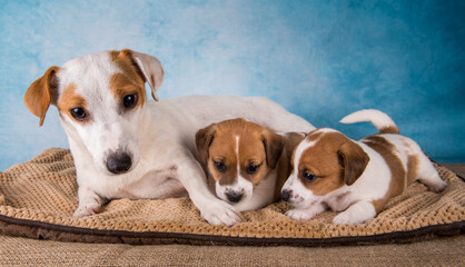 Female Jack russell terrier with puppies on a blanket, horizontal.