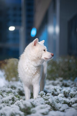 Naklejka premium White Akita Inu, outdoors