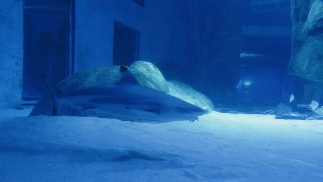 SandTiger Shark, Carcharias taurus swimming in an aquarium in 4K. Beautiful ocean fishes swimming in transparent waters.