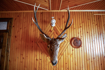 Antique mounted head horned deer on wooden wall. Vintage stuffed animal face with large antlers, front view - Powered by Adobe