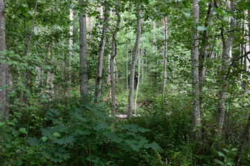 Beautiful background. Swampy impenetrable forest. Sun glare