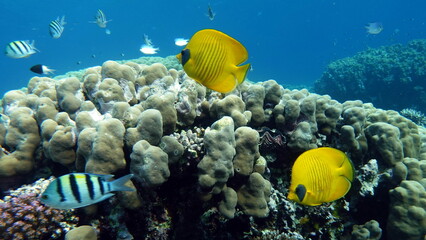 Masked butterflyfish. Fish - a type of bone fish Osteichthyes. Butterfly fish Chaetodontidae.