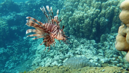 Naklejka na ściany i meble Lion Fish in the Red Sea.