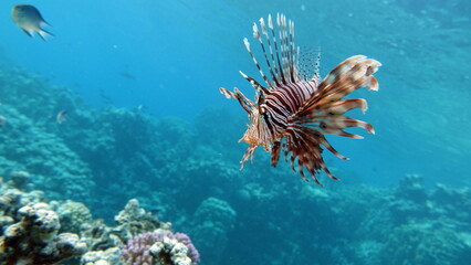 Lion Fish in the Red Sea.