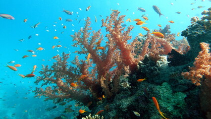 Coral gardens in the Red Sea.