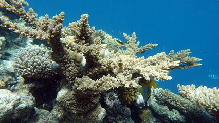 Naklejka na ściany i meble Coral gardens in the Red Sea.