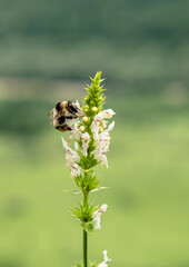 A honeybee collects nectar on a flower of Brachycorythis . Insect close-up. Blurred background.