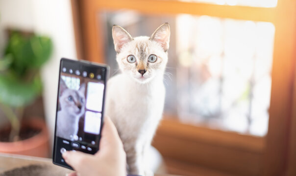 The female hand owner takes a photo with her white cat with a smartphone in the living room for relaxing while quarantine and work from home.