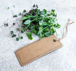 Assortment of micro greens on concrete background