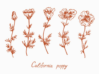 California poppy flower stem with bud and leaves, doodledrawing with inscription, vintage style