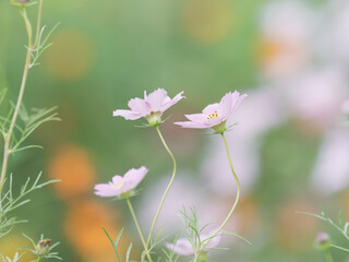 淡いコスモスの花たち