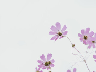 淡いコスモスの花たち