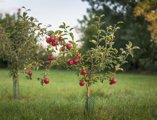 Young apple tree with red apples