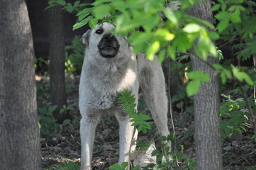 black and white dog