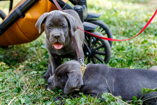 With love for dogs. Breeds. Cane Corso