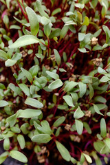 Obraz na płótnie Canvas young shoots of seeds. microgreen