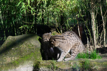 Fishing cat Prionailurus viverrinus in close fiew