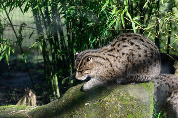 Fishing cat Prionailurus viverrinus in close fiew