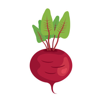 red beet with green leaves clip art preview