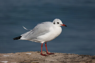 Seagull sits on the shore in the morning