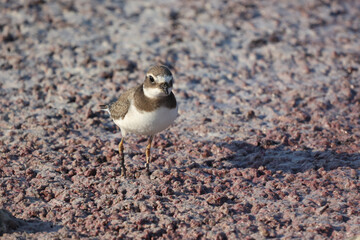 Charadrius dubius walks in shallow water in search of food
