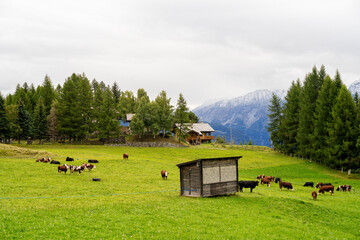 Herd of cows grazing in the countryside Aosta Valley