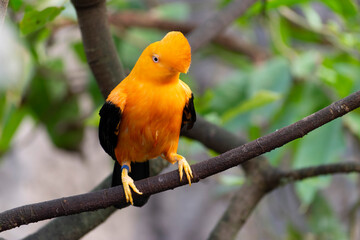 Guianan cock-of-the-rock Rupicola rupicola in close view