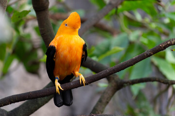Guianan cock-of-the-rock Rupicola rupicola in close view