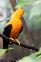 Guianan cock-of-the-rock Rupicola rupicola in close view