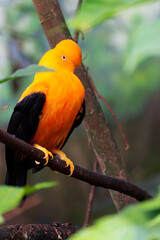 Guianan cock-of-the-rock Rupicola rupicola in close view