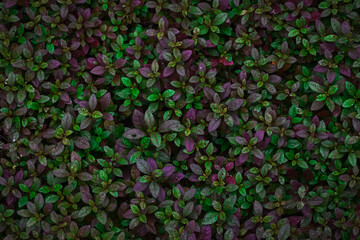 Colorful leaves background.