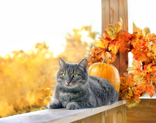 Сute cat and autumn decor in garden. symbol of autumn season, Halloween, Thanksgiving holiday. fall time concept. Portrait of beautiful gray cat with orange pumpkins