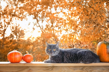 Сat and ripe pumpkins in autumn garden, natural background. symbol of autumn season, Halloween,...